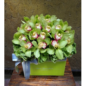 A12  鮮花花盒花 - 荷蘭綠色惠蘭   A12  鮮花花盒花 - 荷蘭綠色惠蘭